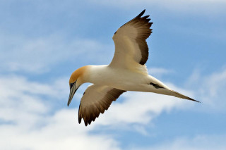 Bird flying sky background clouds - bird free wallpaper