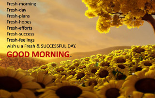 Sunflower field good morning tree - a field of sunflowers free wallpaper
