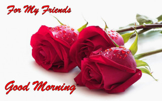 Red roses water droplets good - two red rose free wallpaper