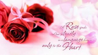 Two roses pink ribbon white - two rose free wallpaper