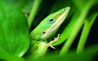Green lizard leafy plant macro - a leafy plant free wallpaper