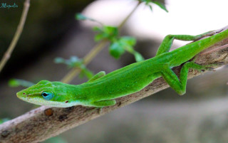 Green lizard sitting branch tree 2 - free nature wallpaper