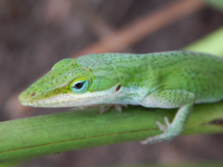 Green lizard plant stem blurry - free nature wallpaper