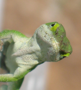 Green lizard yellow spot face - free nature wallpaper