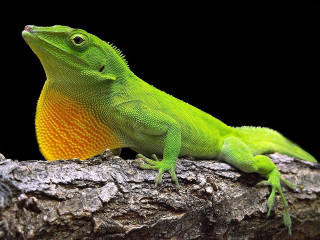 Green lizard tree branch digital - color scheme free wallpaper