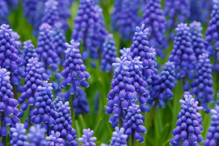 Purple flowers bokeh blue sky - dionisiu free wallpaper