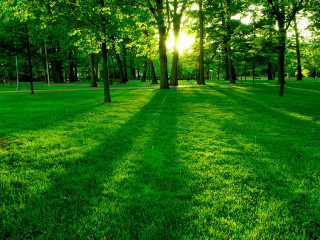 Grassy field trees bench sunshine - a grassy field free wallpaper