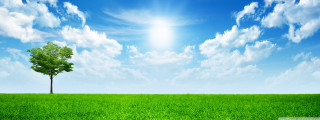 Tree field blue sky bright - blue sky in the background free wallpaper