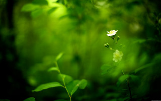 Small white flower forest green - a blurry background free wallpaper