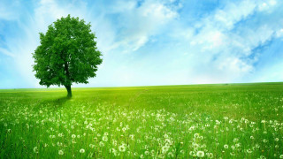 Tree field blue sky green 4 - a green field free wallpaper