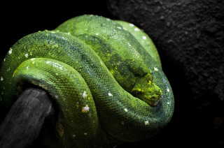 Green snake curled black background - a green snake free wallpaper