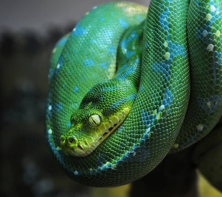 Green snake banana peeler mouth - dionisiu free wallpaper