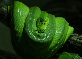 Green cobra snake macro waterdrops - a green snake free wallpaper