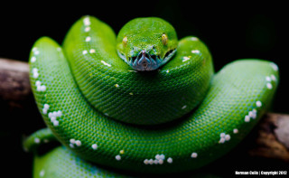 Green snake curled branch white - a green snake free wallpaper