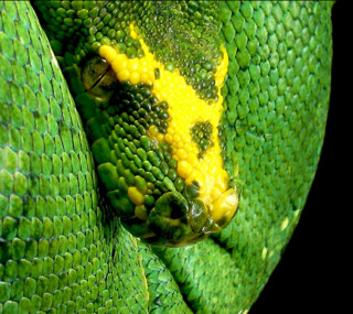 Green snake yellow spots curling - a green snake free wallpaper
