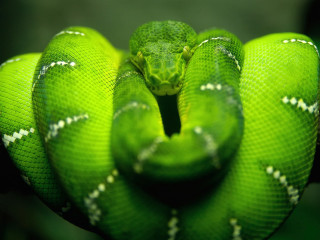 Green snake curled balloon green - white stripe free wallpaper