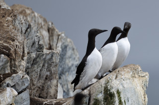 Three birds rock water cliff - three bird free wallpaper