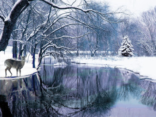 Deer snowy pond bare trees - evgeny lushpin free wallpaper