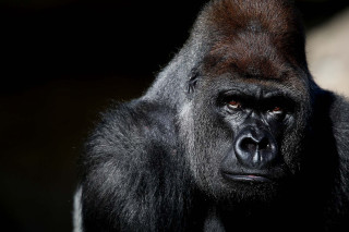 Gorilla closeup black background blurry - alex petruk ape free wallpaper