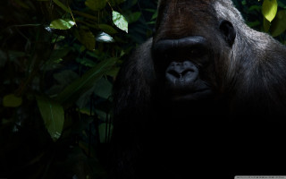 Gorilla forest trees leaves neck - alex petruk ape free wallpaper