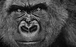 Gorilla black white photo face - alex petruk ape free wallpaper