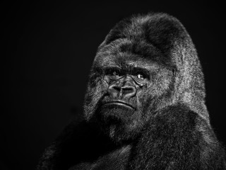 Gorilla large head long neck - alex petruk ape free wallpaper