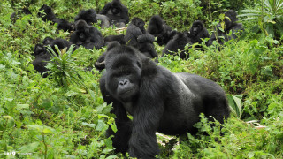 Gorilla standing middle field wild - alex petruk ape free wallpaper