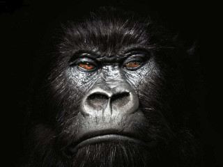 Gorilla big face long beard - intense free wallpaper
