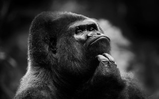 Gorilla black white looking up - alex petruk ape free wallpaper