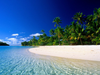 Beach palm trees clear water 12 - clear water free wallpaper