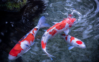 Koi fish swimming pond algae - lostfish free wallpaper