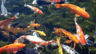 Fish pond rocks plants person - lostfish free wallpaper