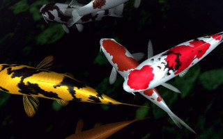 Fish group swimming pond night - lostfish free wallpaper