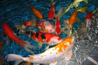 Fish swimming pool blue background - lostfish free wallpaper