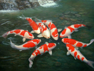 Koi fish swimming pond waterfall - drew struzan free wallpaper
