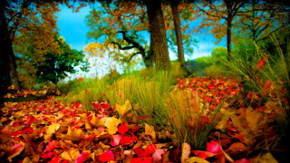 Field leaves trees blue sky - david lachapelle free wallpaper