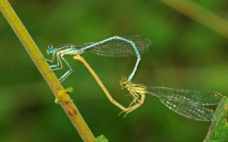 Blue black dragonflies plant stem - free nature wallpaper