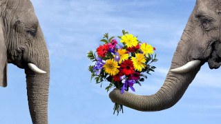 Elephants flowers trunks facing sky - romantic free wallpaper
