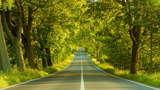 Long straight road trees lining 3 - a line of trees free wallpaper