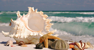 Sea shells beach ocean waves 2 - felipe seade free wallpaper