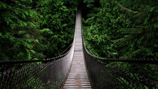 Suspension bridge forest trees walkway 7 - a walkway free wallpaper