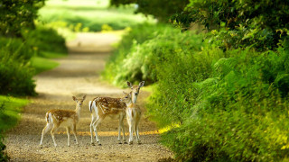 Deer group forest path nature - a dirt road next free wallpaper for desktop