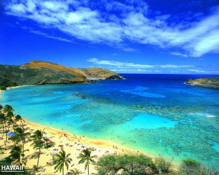 Beach blue water palm trees 4 - the shore free wallpaper