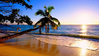 Palm tree beach sunset person - beach free wallpaper