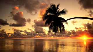 Sunset ocean palm tree clouds - palm tree free wallpaper