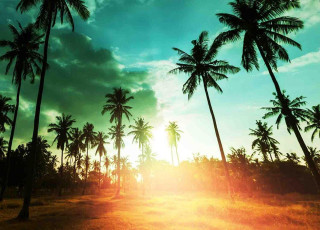 Sunset palm trees dirt road - felipe seade free wallpaper