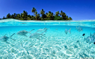 Fish lagoon island ocean palm - a small island in the background free wallpaper