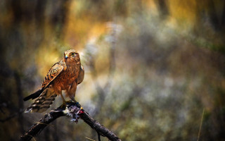 Bird branch forest trees background - the background and a blurry background of leaves free wallpaper