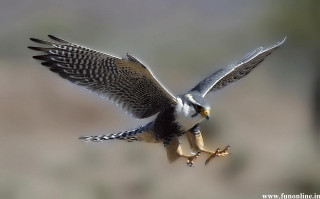 Bird fish flying wings spread - its mouth free wallpaper