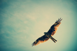 Bird flying sky blue background - a blue sky background free wallpaper